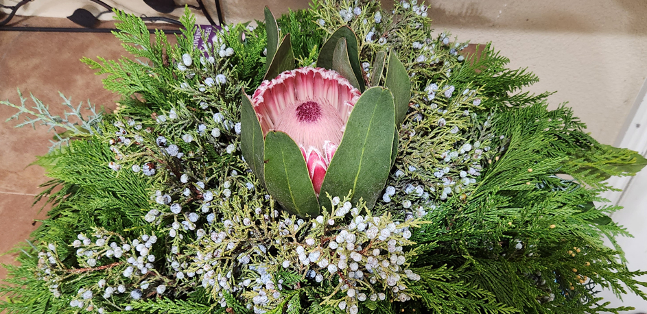 King Protea,  Western Red Cedar, Juniper with Blue Berries,  Juniper Sprigs, & Thuja occidentalis